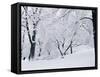 Central Park Covered in Snow, NYC-Shmuel Thaler-Framed Stretched Canvas