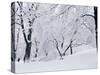 Central Park Covered in Snow, NYC-Shmuel Thaler-Stretched Canvas