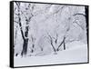 Central Park Covered in Snow, NYC-Shmuel Thaler-Framed Stretched Canvas