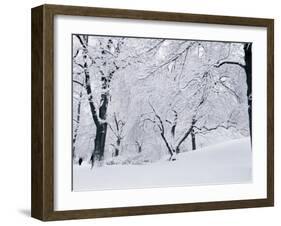 Central Park Covered in Snow, NYC-Shmuel Thaler-Framed Premium Photographic Print