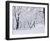 Central Park Covered in Snow, NYC-Shmuel Thaler-Framed Premium Photographic Print