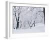 Central Park Covered in Snow, NYC-Shmuel Thaler-Framed Premium Photographic Print