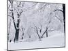 Central Park Covered in Snow, NYC-Shmuel Thaler-Mounted Photographic Print