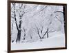 Central Park Covered in Snow, NYC-Shmuel Thaler-Framed Photographic Print