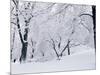 Central Park Covered in Snow, NYC-Shmuel Thaler-Mounted Photographic Print