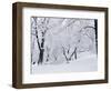 Central Park Covered in Snow, NYC-Shmuel Thaler-Framed Photographic Print