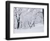 Central Park Covered in Snow, NYC-Shmuel Thaler-Framed Photographic Print