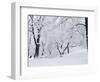 Central Park Covered in Snow, NYC-Shmuel Thaler-Framed Photographic Print