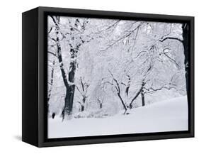 Central Park Covered in Snow, NYC-Shmuel Thaler-Framed Stretched Canvas