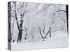 Central Park Covered in Snow, NYC-Shmuel Thaler-Stretched Canvas