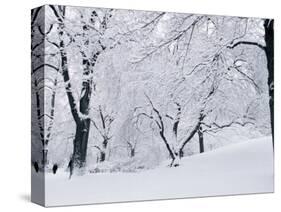 Central Park Covered in Snow, NYC-Shmuel Thaler-Stretched Canvas