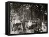 Central Park, Goat Carriages in the Park, New York, N.Y.-null-Framed Stretched Canvas