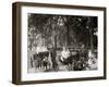 Central Park, Goat Carriages in the Park, New York, N.Y.-null-Framed Photo