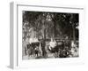 Central Park, Goat Carriages in the Park, New York, N.Y.-null-Framed Photo