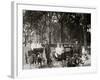 Central Park, Goat Carriages in the Park, New York, N.Y.-null-Framed Photo