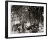 Central Park, Goat Carriages in the Park, New York, N.Y.-null-Framed Photo