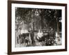 Central Park, Goat Carriages in the Park, New York, N.Y.-null-Framed Photo