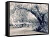 Central Park Gothic-Jessica Jenney-Framed Stretched Canvas