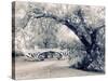 Central Park Gothic-Jessica Jenney-Stretched Canvas