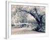 Central Park Gothic-Jessica Jenney-Framed Photographic Print