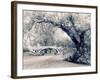 Central Park Gothic-Jessica Jenney-Framed Photographic Print