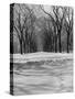 Central Park in Winter-null-Stretched Canvas