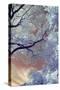 Central Park Infrared Tree Design, New York City-Vincent James-Stretched Canvas