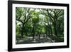 Central Park Mall Summer-Robert Goldwitz-Framed Photographic Print