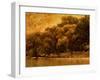 Central Park, no. 2-Katherine Sanderson-Framed Photographic Print