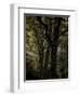 Central Park, no. 3-Katherine Sanderson-Framed Photographic Print