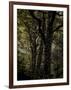 Central Park, no. 3-Katherine Sanderson-Framed Photographic Print