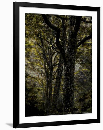 Central Park, no. 3-Katherine Sanderson-Framed Photographic Print