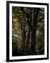 Central Park, no. 3-Katherine Sanderson-Framed Photographic Print