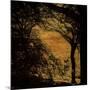 Central Park, no. 4-Katherine Sanderson-Mounted Photographic Print