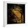 Central Park, no. 4-Katherine Sanderson-Framed Photographic Print