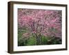 Central Park, NYC-Lauree Feldman-Framed Photographic Print