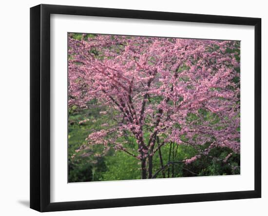 Central Park, NYC-Lauree Feldman-Framed Photographic Print