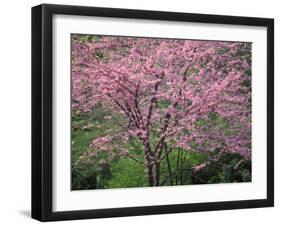 Central Park, NYC-Lauree Feldman-Framed Photographic Print