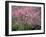 Central Park, NYC-Lauree Feldman-Framed Photographic Print