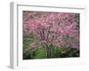 Central Park, NYC-Lauree Feldman-Framed Photographic Print