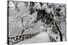 Central Park Path Deep Snow-Robert Goldwitz-Stretched Canvas