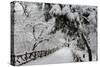 Central Park Path Deep Snow-Robert Goldwitz-Stretched Canvas