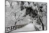 Central Park Path Deep Snow-Robert Goldwitz-Mounted Premium Photographic Print