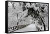 Central Park Path Deep Snow-Robert Goldwitz-Framed Stretched Canvas