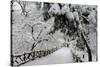 Central Park Path Deep Snow-Robert Goldwitz-Stretched Canvas