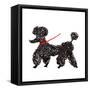 Central Park Poodle-Gina Ritter-Framed Stretched Canvas