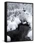 Central Park Snow and Stream-Yoni Teleky-Framed Stretched Canvas