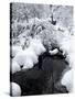 Central Park Snow and Stream-Yoni Teleky-Stretched Canvas