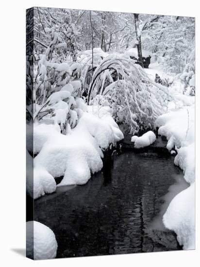 Central Park Snow and Stream-Yoni Teleky-Stretched Canvas