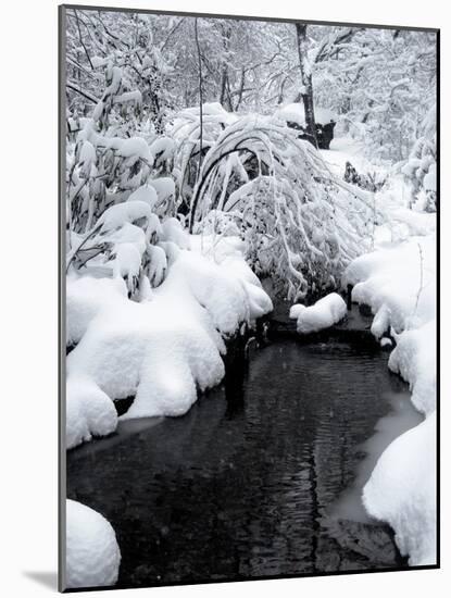 Central Park Snow and Stream-Yoni Teleky-Mounted Art Print